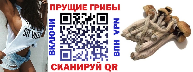 Псилоцибиновые грибы GOLDEN TEACHER  купить наркотик  Володарск 
